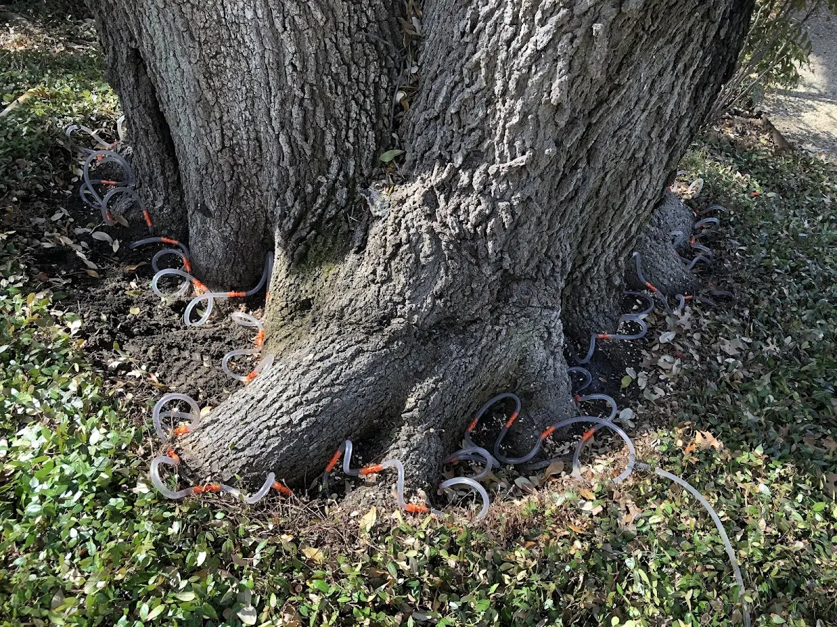 Detailed Tree Cabling and Bracing job site in Orangeville