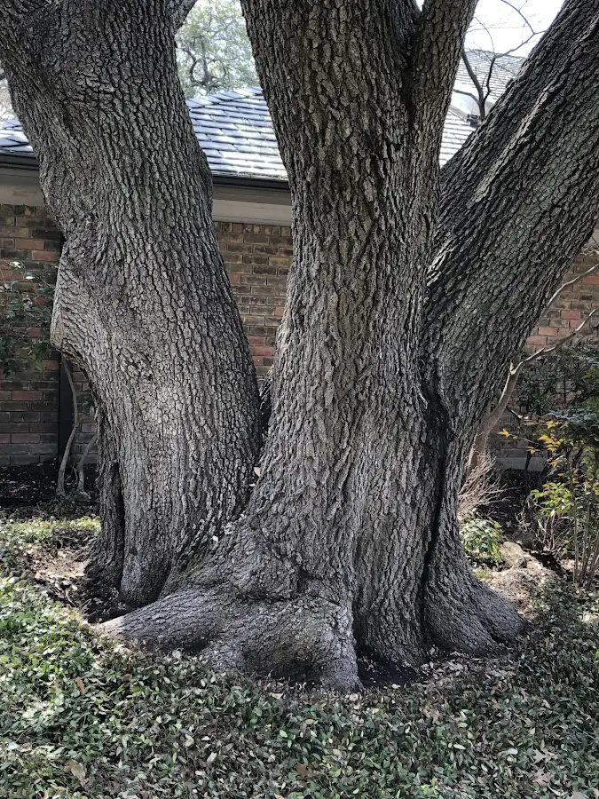 Mature heritage tree close to a Orangeville property cared for by certified arborists